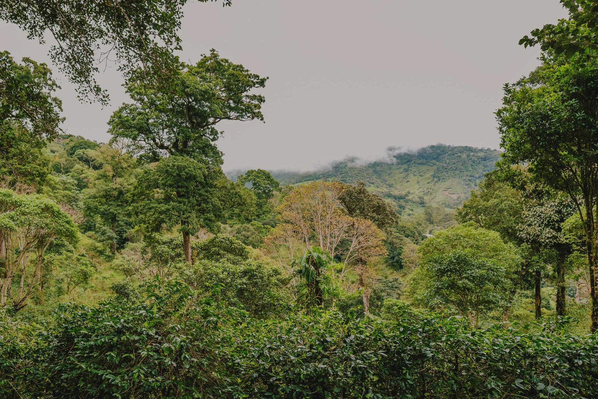 World-Class Coffee, Roasted for You